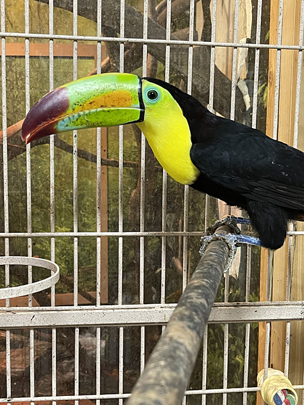  Female toucan at GarLyn Zoo